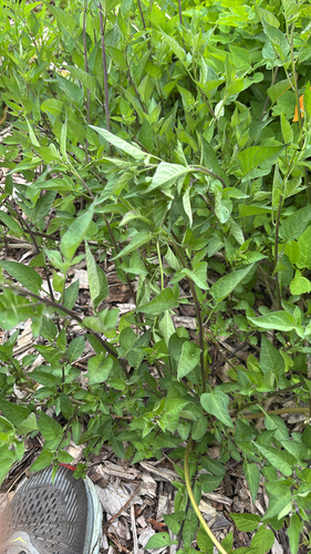 bittersweet nightshade