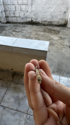 Tropical House Gecko