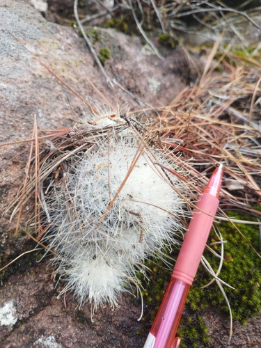 Mammillaria senilis