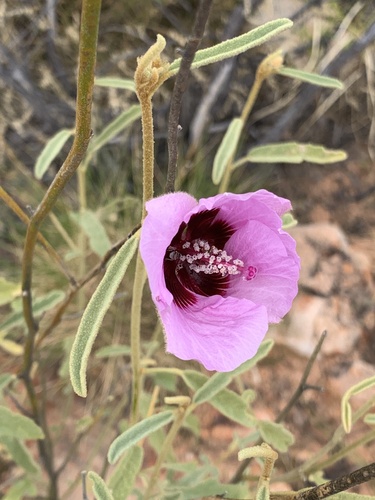 Hibiscus solanifolius