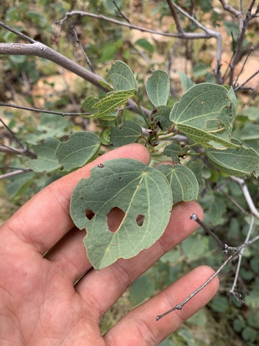 Sturt's desert rose