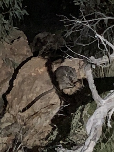 Black-flanked Rock Wallaby