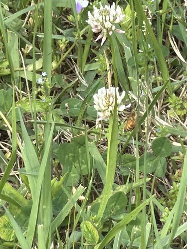 Western Honey Bee