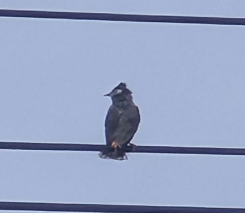 White-cheeked Starling
