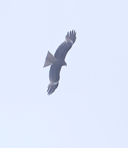 Black-eared Kite