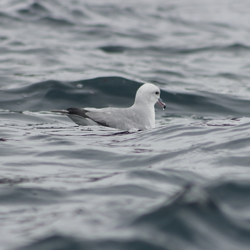 Southern Fulmar