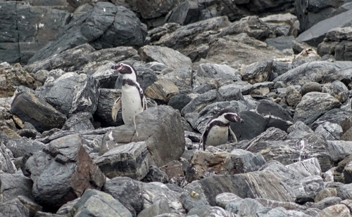Humboldt Penguin