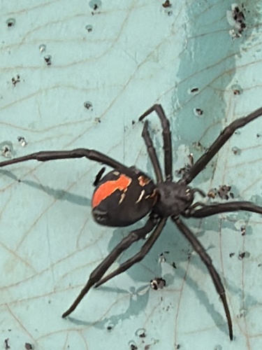 Redback Spider
