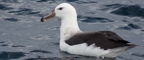 Black-browed Albatross