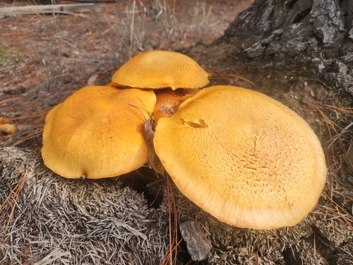 Spectacular Rustgill