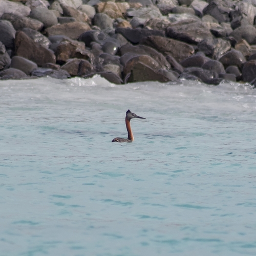 Great Grebe