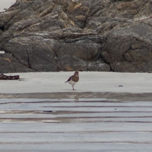 Rufous-chested Dotterel