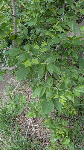 box elder