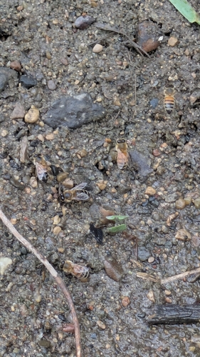 Western Honey Bee