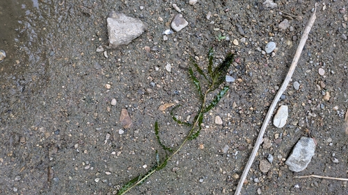 Curly-leaf Pondweed
