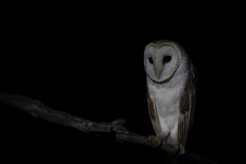 Eastern Barn Owl