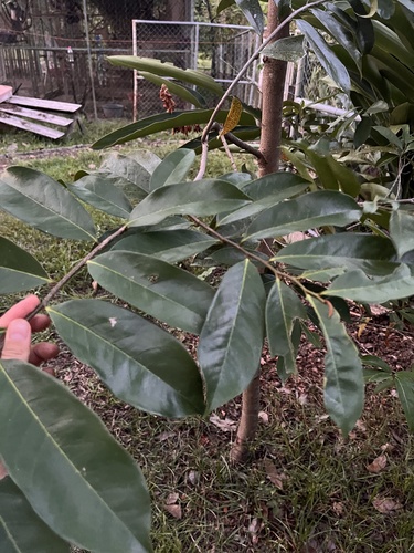 Soursop