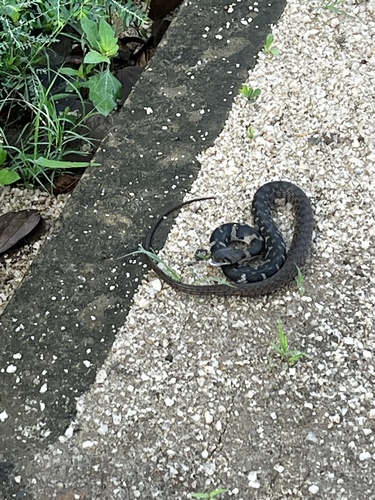 Boulenger's Keelback