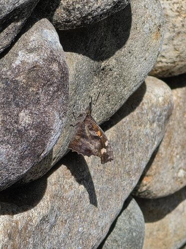 Common Beak