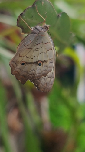 White Peacock