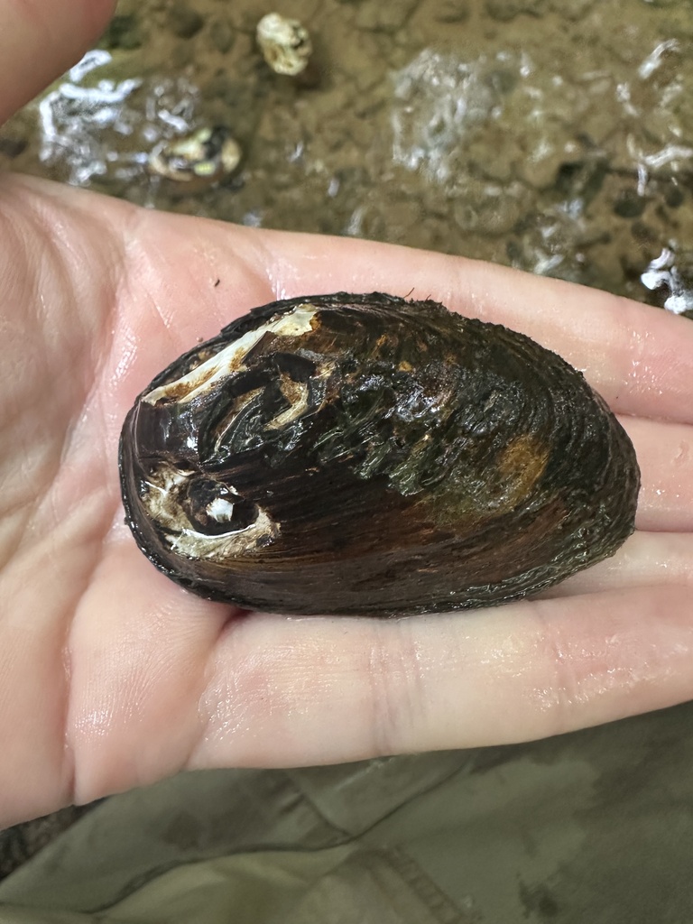Southern Clubshell in May 2026 by Brittany Barker-Jones · iNaturalist