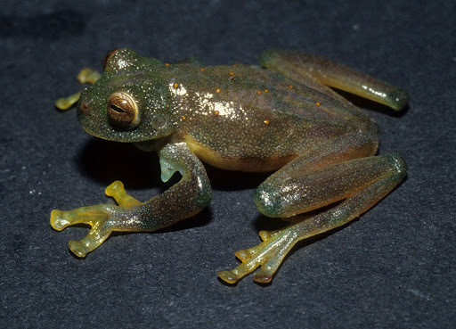 Santander Giant Glass Frog