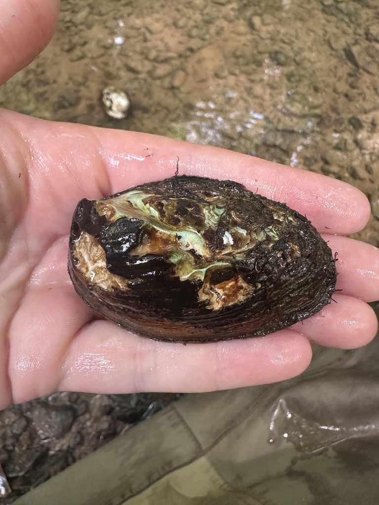 Southern Clubshell in May 2026 by Brittany Barker-Jones · iNaturalist