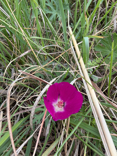 winecup mallow