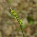 Carex retroflexa - Photo (c) Eric Hunt, כל הזכויות שמורות, הועלה על ידי Eric Hunt