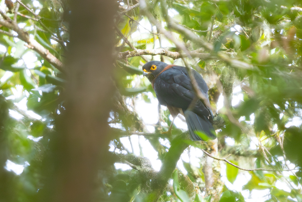 Black-mantled Goshawk (Tachyspiza melanochlamys) photo