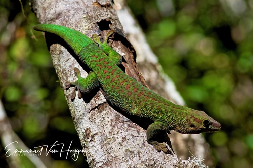 Madagascar Day Gecko