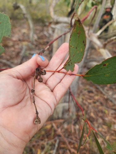 Snow Gum
