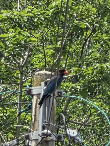 Dollarbird