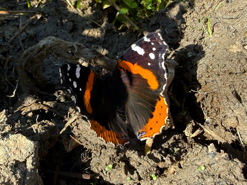 iNaturalist observation photo of Red Admiral