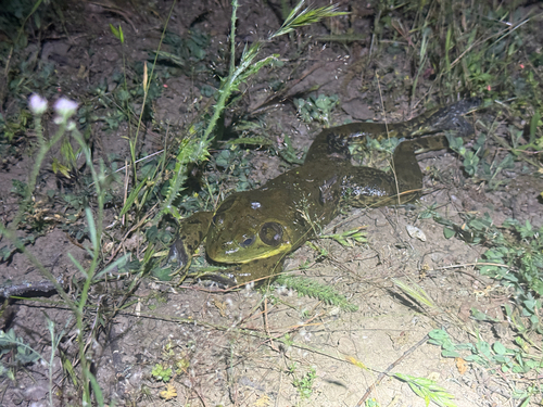 iNaturalist observation photo of American Bullfrog