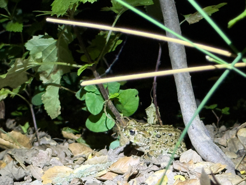 iNaturalist observation photo of Western Toad