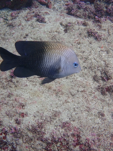 Acapulco Major (Stegastes acapulcoensis)