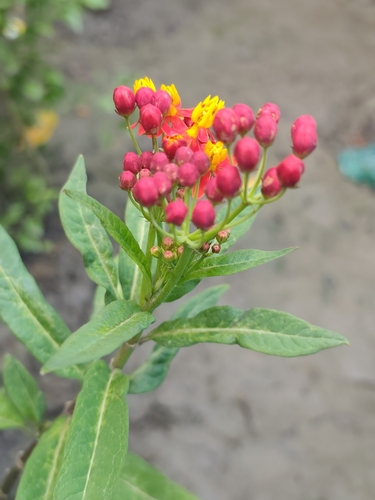 tropical milkweed