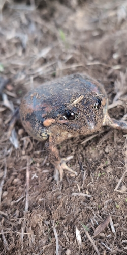 Eastern Banjo Frog