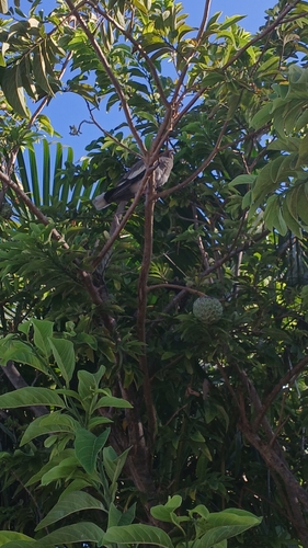 White-winged Dove