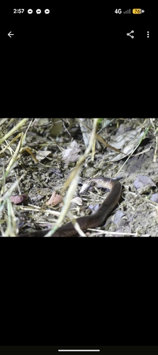 Carpentaria Small-eyed Snake