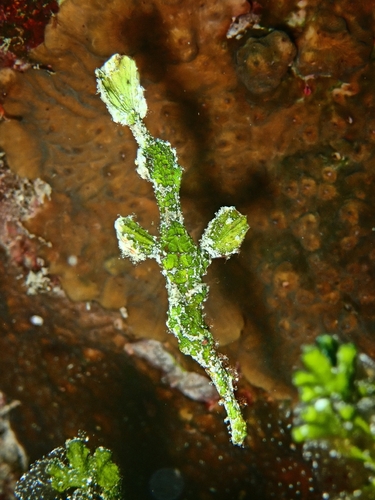 Halimeda Ghostpipefish — seen at this dive site