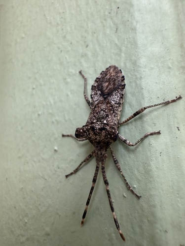 Prismatocerus auriculatus