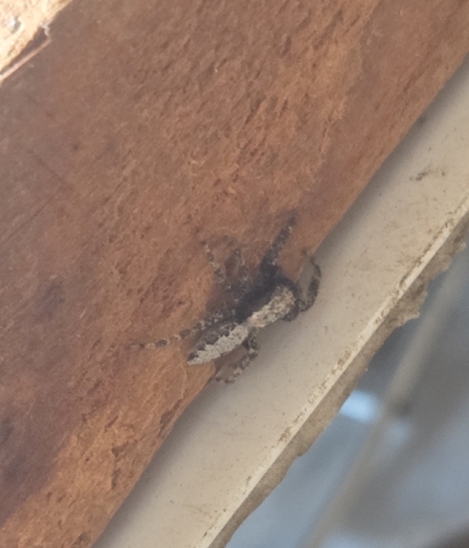 iNaturalist observation photo of California Flattened Jumping Spider
