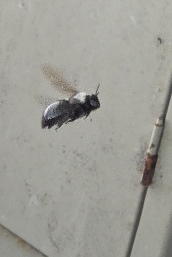 iNaturalist observation photo of Horse-fly Carpenter Bee