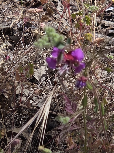 iNaturalist observation photo of Elegant Clarkia