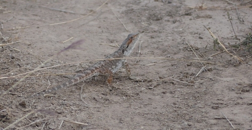 Eastern Bearded Dragon