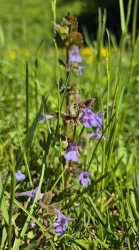 ground-ivy