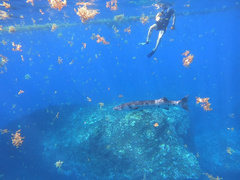 Great Barracuda
