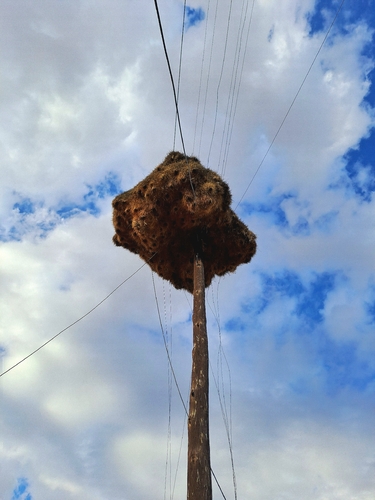 Sociable Weaver
